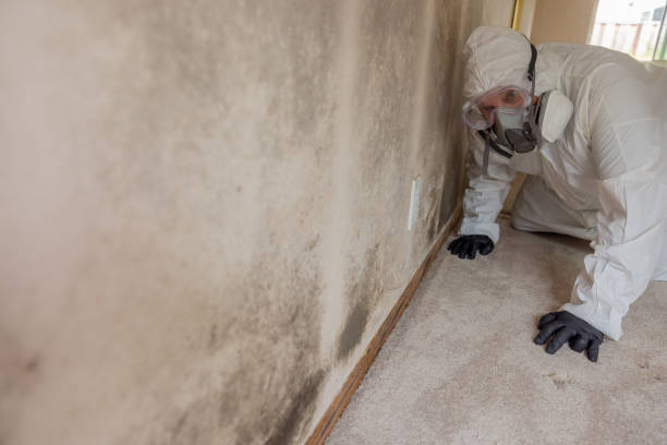 Mold Odor Removal Services in East Palatka, FL